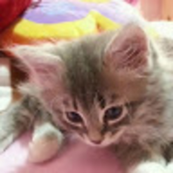 Meet your Posher, Yeet - Picture 1 of 1